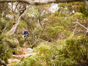 Mountain biker jumping onn their bike in dense greenery
