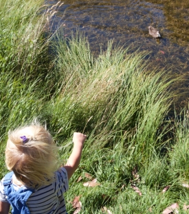Thredbo duckpond