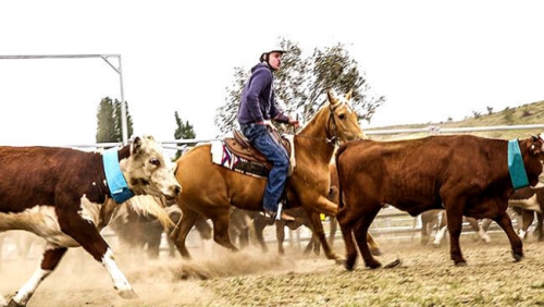 horse-sale