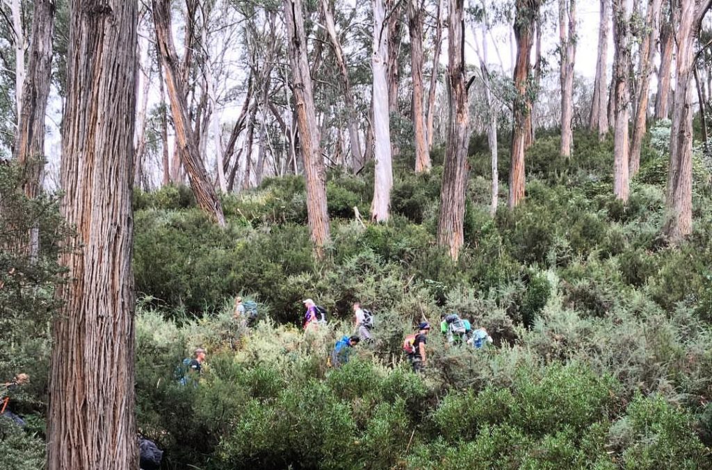 Walking through the Alpine Ash Forest